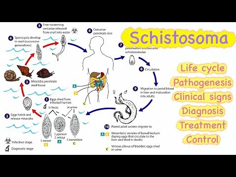 Schistosoma 🔥🔥|| Life cycle || Pathogenesis || Clinical signs || Diagnosis || Treatment💊 || Control