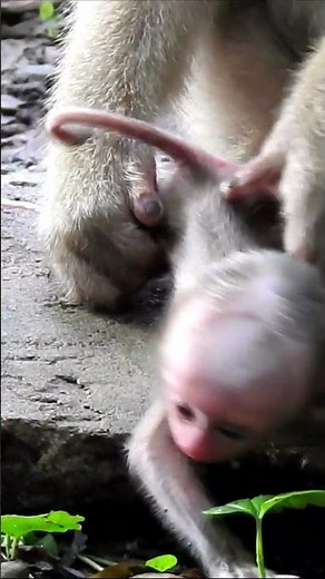 How a Wild Macaque Mother Cares for Her Frantic Baby #monkey #animallife #animals #wildliferescue