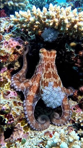 How an octopus lays eggs