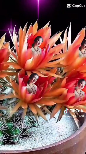 Stunning Close-Up Shots of Colorful Cacti