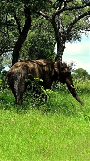 Elephant in the Shade of the Bushveld in Kruger National Park, South Africa