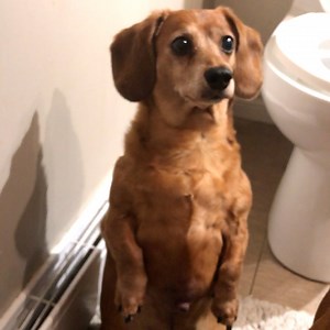 409K views · 7.3K reactions | There's always entertainment when there's a dog around   | Furry Tails | Facebook