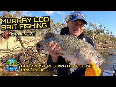 Murray Cod Bait Fishing | Echuca Moama