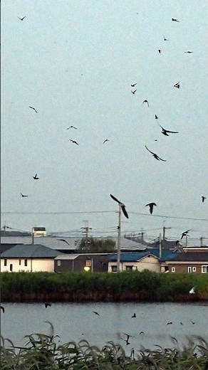 夕闇に浮かぶ圧巻の舞 数万羽の #ツバメ 、一斉に「#ねぐら入り」 #明石 のため池★本編動画は▶をクリック