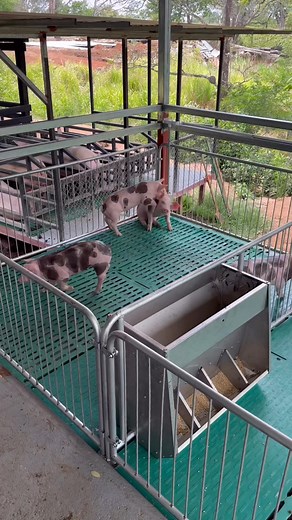 Destete de Pietrain 🐷🇩🇪💯💪🏻 | NANO PIG