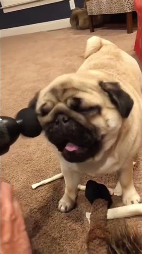 Poop... poop flower soup? #PoopFlowerSoup #FunnyName #Question