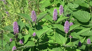 Fresh Anise hyssop Agastache foeniculum flowers in garden background in wind