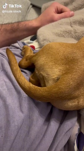Worlds longest snaggy #sausagedog #longdog #snag #dachshund #dachshundsoftiktok #dogsoftiktok #dawg
