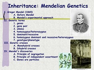 Inheritance: Mendelian Genetics - SlideServe
