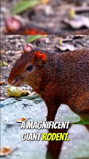 Meet the Adorable AGOUTI 🇭🇳 #Agouti