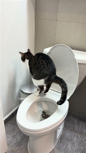 My cat loves Wu-Tang while pooping #funnyanimals #cat #猫 #funny #funnycats #funnyanimals