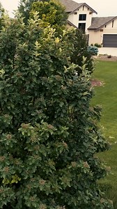 24K views · 168 reactions | Thinking about upgrading to a Walker Mower? Start with a free demo. No pressure, just performance. 欄 https://www.walker.com/demo-a-walker #walkermowers #fasteasybeautifulmowing #walkerdemo | Walker Mowers | Facebook