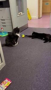 141K views · 8K reactions | Uh oh He’s only gone and nicked it. | The Huddersfield Station Cats | Facebook