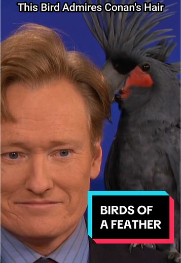 Weird Hairstyles Compared: Conan's Animal Encounters