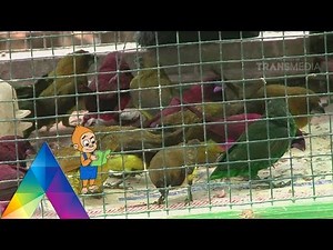 DUNIA BINATANG - HEWAN PENGHUNI SAWAH (13/4/16) 3-1