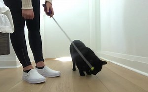 【Cat School Clicker Training】目标棒触碰及各类泛化训练！——响片训练第五集