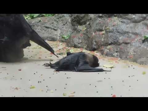 Philadelphia zoo Rodrigues fruit bat crawling around on floor
