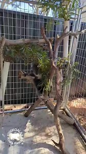 38K views · 3.5K reactions | #1300KOALAZ are so excited to share that...