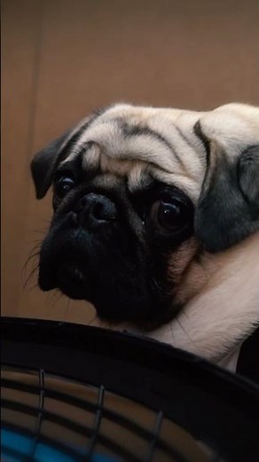 Can My Pug Escape Prison! Dog Prison