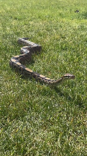 Do you know what kind of python this is? 🐍 #africanlionsafari #snakesoftiktok #slytherin