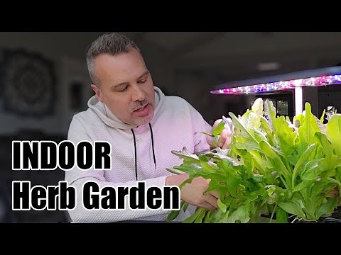 Growing An INDOOR Herb Garden