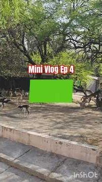 Mini Vlog Ep 4 Part 2 | A Day at the Zoo | Fun #animallovers #viral #shortvideo #minivlog #trending