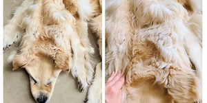 Family spark debate after turning their dead dog turned into a rug