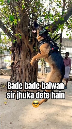 Humari chaukhat me …🤨 #germanshepherd #gsds #cuteanimal #shorts