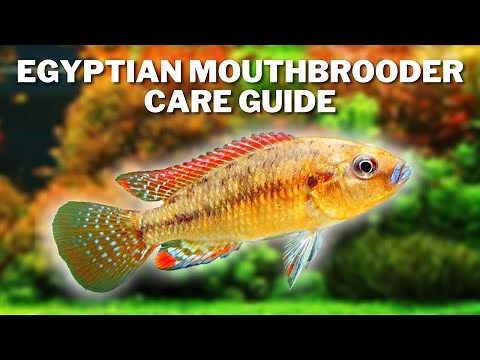 Egyptian Mouthbrooder Care & Breeding Guide - How to Care For Lake Victoria Cichlids