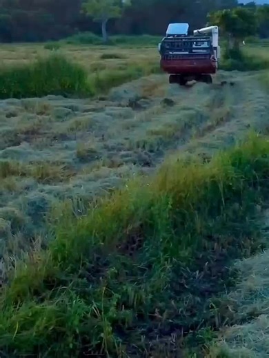 gayan presath (@gayan.presath)’s videos with original sound - gayan presath