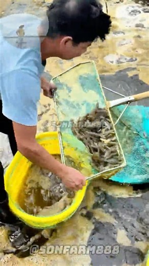 Close -up of high -tech shrimp farming tanks #Shorts