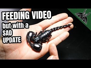FEEDING ALL my SCORPIONS!