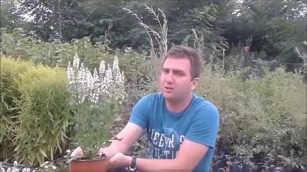 77K views · 699 reactions | Salvia nemorosa - ligeti /fehér/ zsálya | Megyeri Szabolcs kertész | Facebook