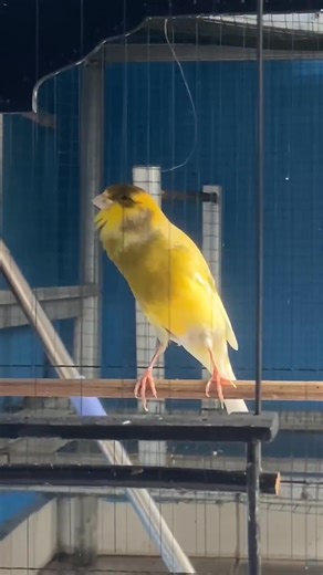 Canary bird singing 🎶 | Canary birds Kanarienvögel