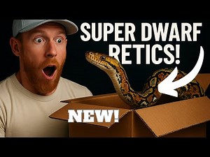 MEET OUR NEW SUPER DWARF RETICULATED PYTHONS + EXCITING FUTURE PLANS FOR THEM!
