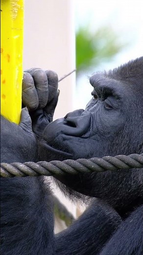 ㊗️ Clever Gorilla Ai Using Twigs to Eat Skillfully🎵