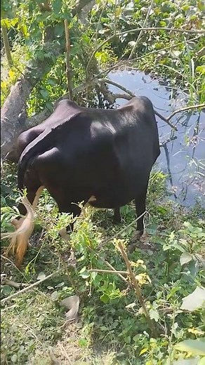 Cow farming in America