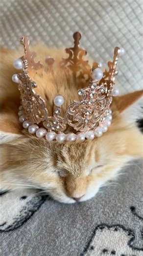 Так і є #trending #cat #juliiriska #відеодня #cute #kitten #kitty