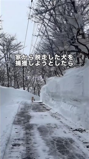 家から脱走した犬を捕まえようとしたら #ラブラドールレトリバー #ラブラドール #カモシカ #shorts