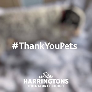 Our pets mean the world to us and it’s time to say thank you for everything they do ❤️ A thank you for the laughs they bring us and all the love they give us, during these unusual times 👏 #ThankYouPets 🐶😺 | Harringtons