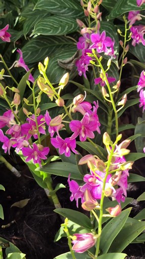 18K views · 1.3K reactions | Dendrobium orchids flowers #orchids #fblifestyle #flowers | Jean Punzalan | Facebook