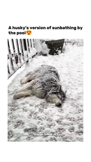 AI Clips • Funny Clips | The post showcases a 15-second video of a Siberian Husky named Rory lounging contentedly in heavy snow on a balcony, ignoring its owner's... | Instagram
