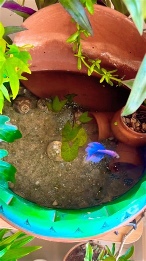 #diy #diyaquarium #fighterfish #fish #pet #fishtank #decor #plantedaquarium #plantedtank #fishvideo