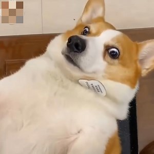 Breeding Corgi for what😂 | Animal Lovers