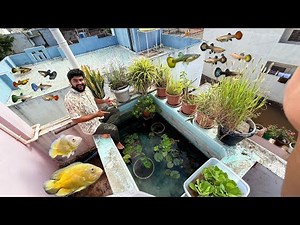Terrace Pond Setup Kar Diya 🤩 River Wild Guppy Fish