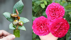Super Fast And Effective Rose Planting Tips | Great DIY Idea