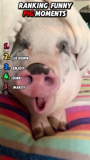 Funniest Mini Pigs Being Chaotic & Cute #funny