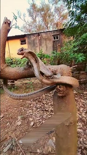 Why Snakes Shed Their Skin! 🐍