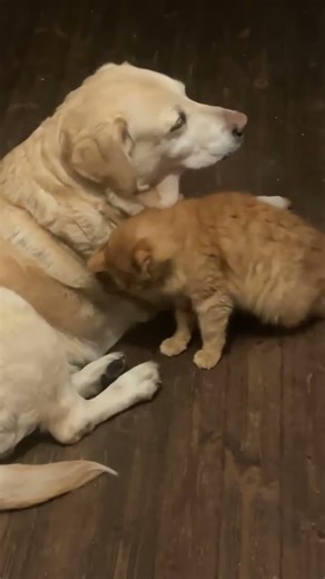 Cuddle buddies #cat #labradors_ #petlover #dogs