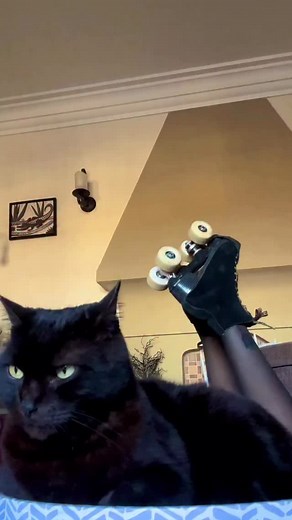 Actual footage of us checking out Mod’s deal of the day. 🐈‍⬛ We’ve watched this 1000 times @meowbrenda | ModCloth